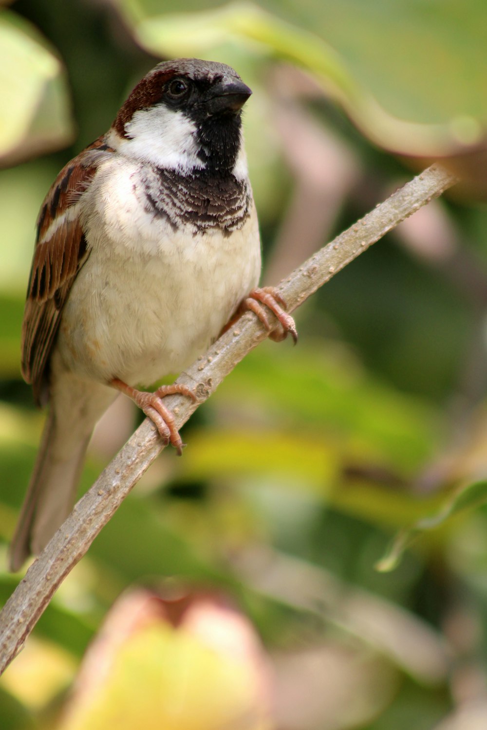 a small bird perched on a tree branch