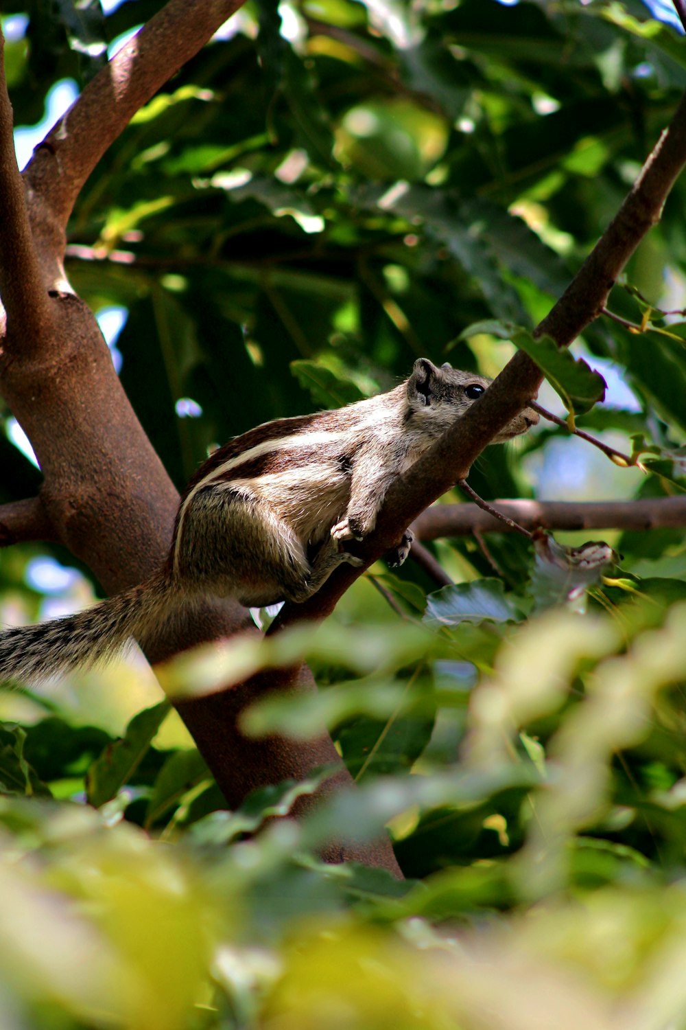 a squirrel is sitting in a tree looking up