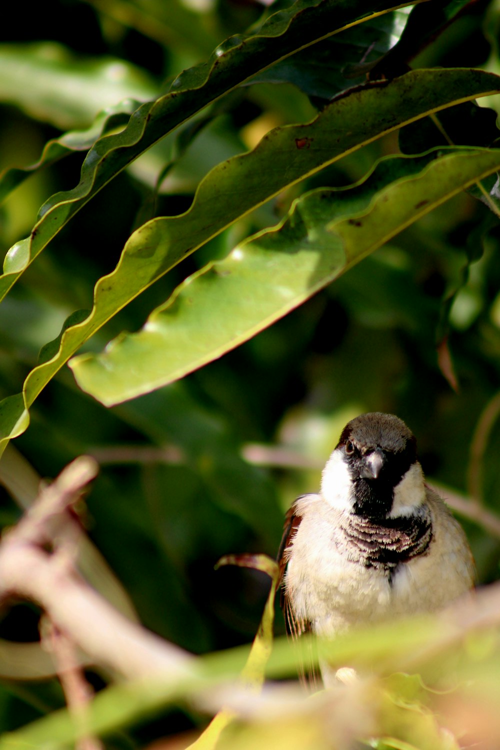 a small bird perched on a branch of a tree