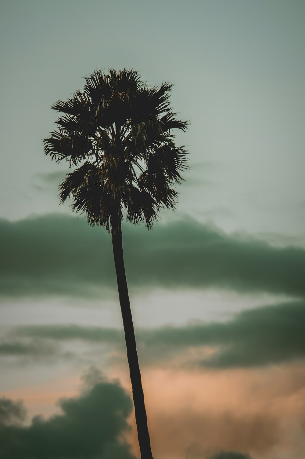 a palm tree with a cloudy sky in the background