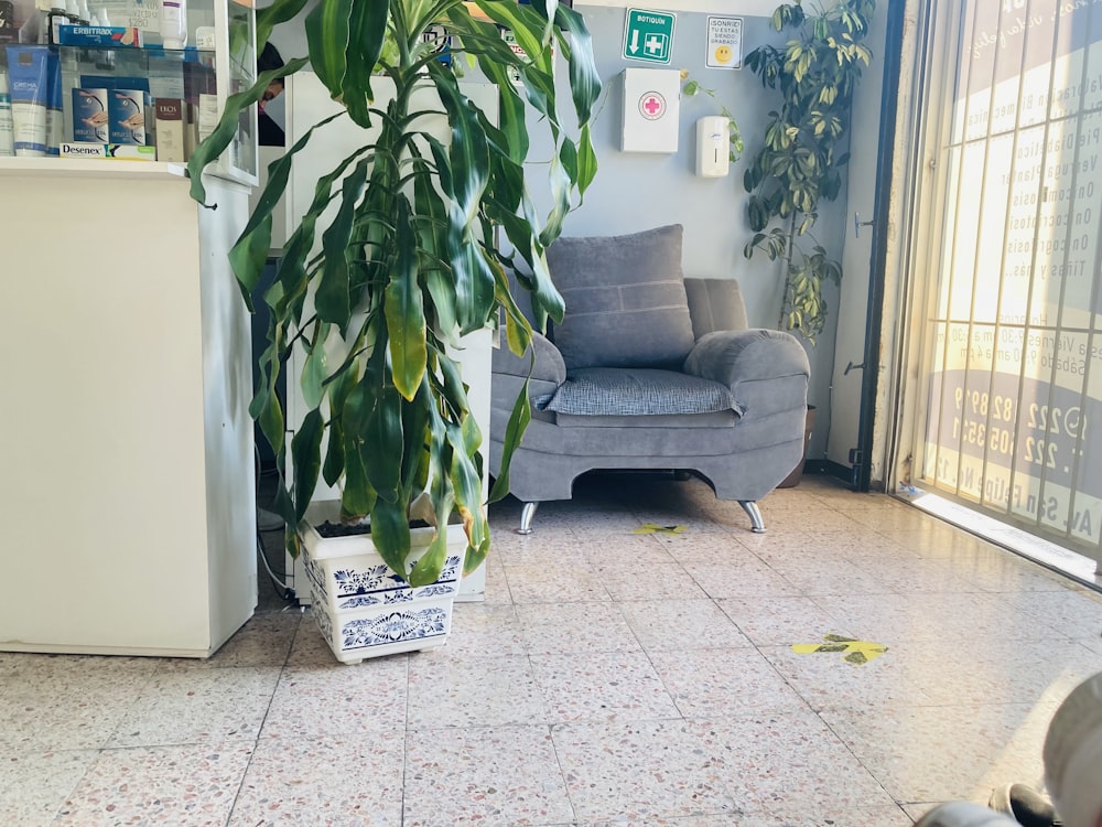 a living room with a couch and a plant