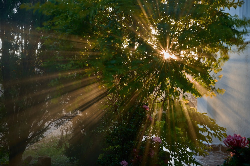 the sun shines through the leaves of a tree