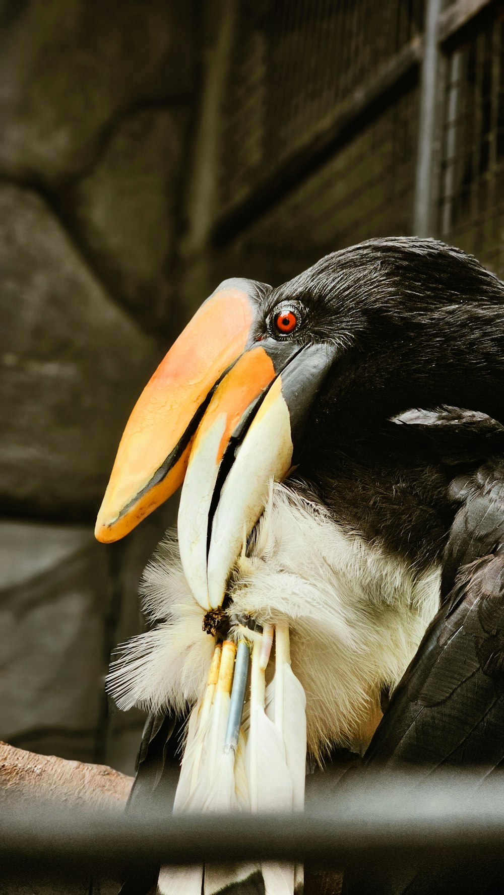 a close up of a bird with a large beak
