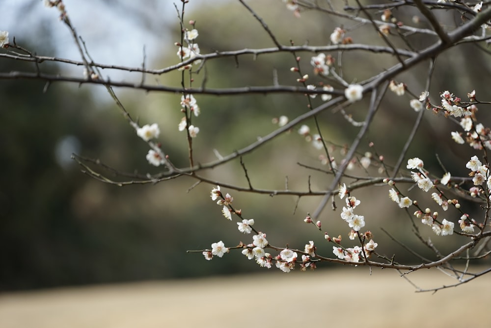 une branche d’arbre à fleurs blanches