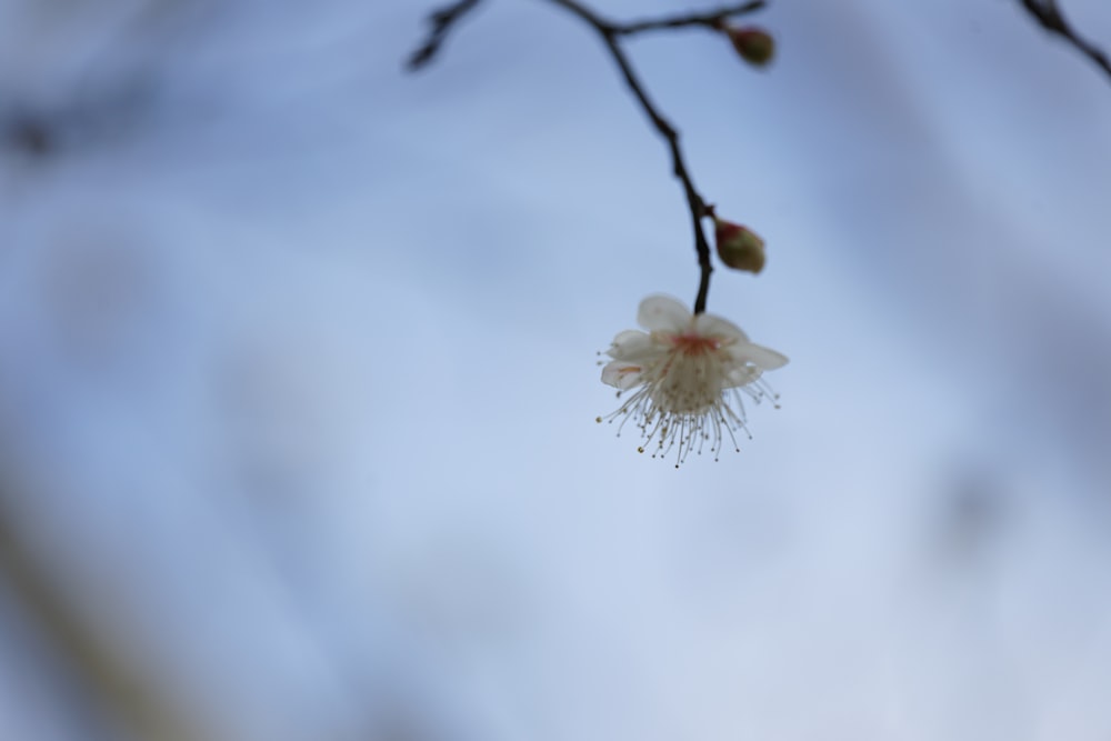 una pequeña flor blanca en la rama de un árbol