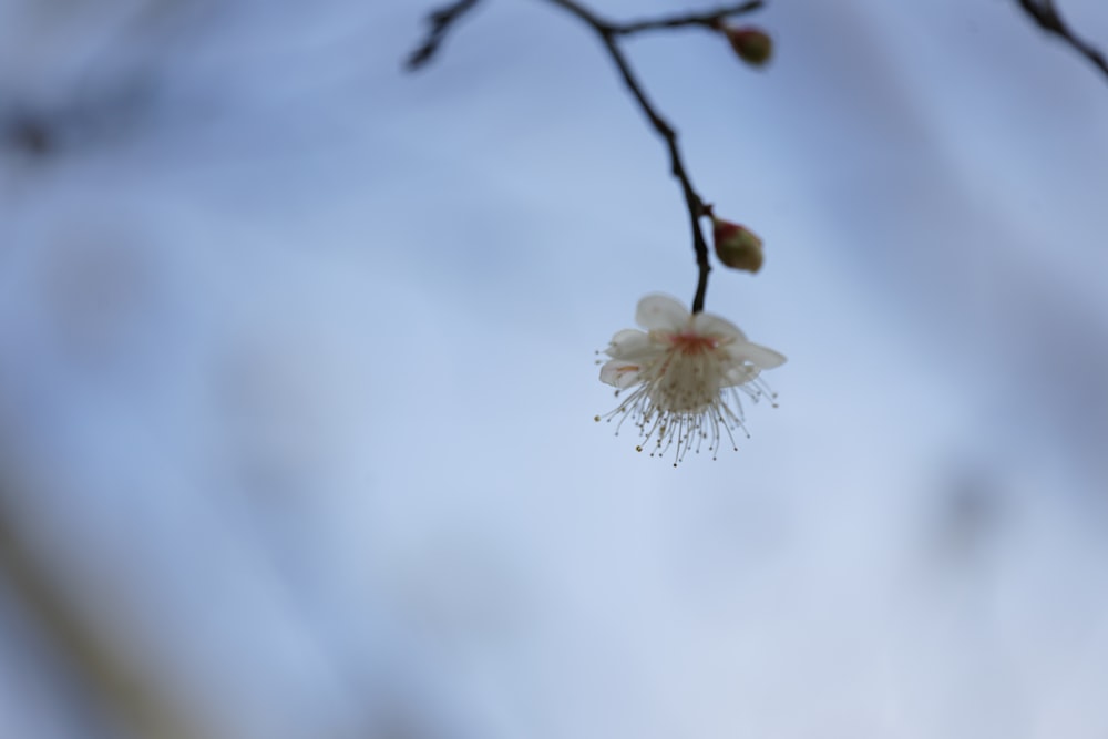 une petite fleur blanche sur une branche d’arbre