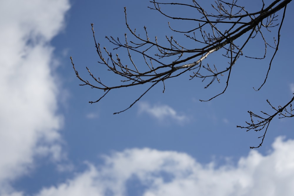 les branches d’un arbre sur un ciel bleu avec des nuages