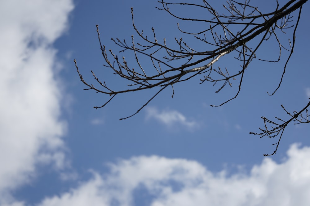 the branches of a tree against a blue sky with clouds