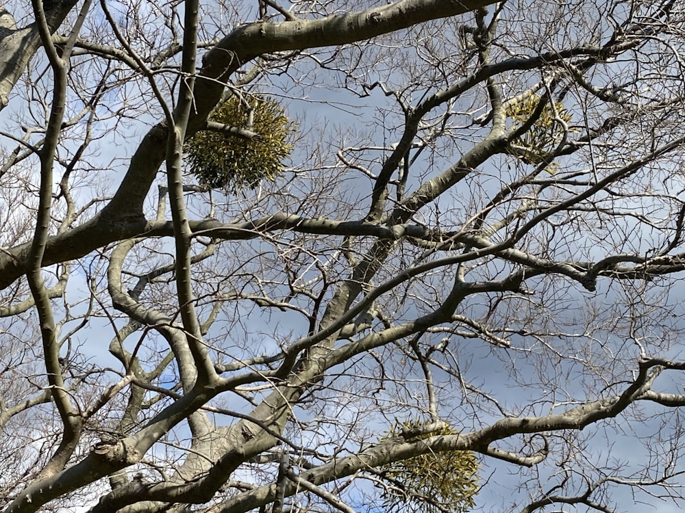 a tree with no leaves and no leaves on it