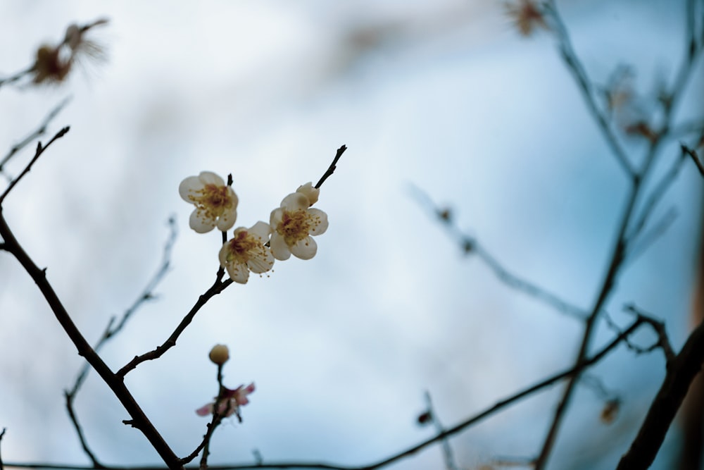 a branch of a tree with white flowers