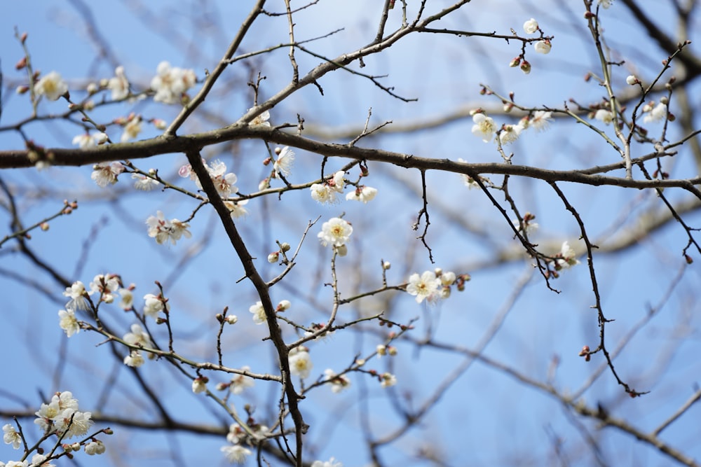 the branches of a tree with white flowers against a blue sky