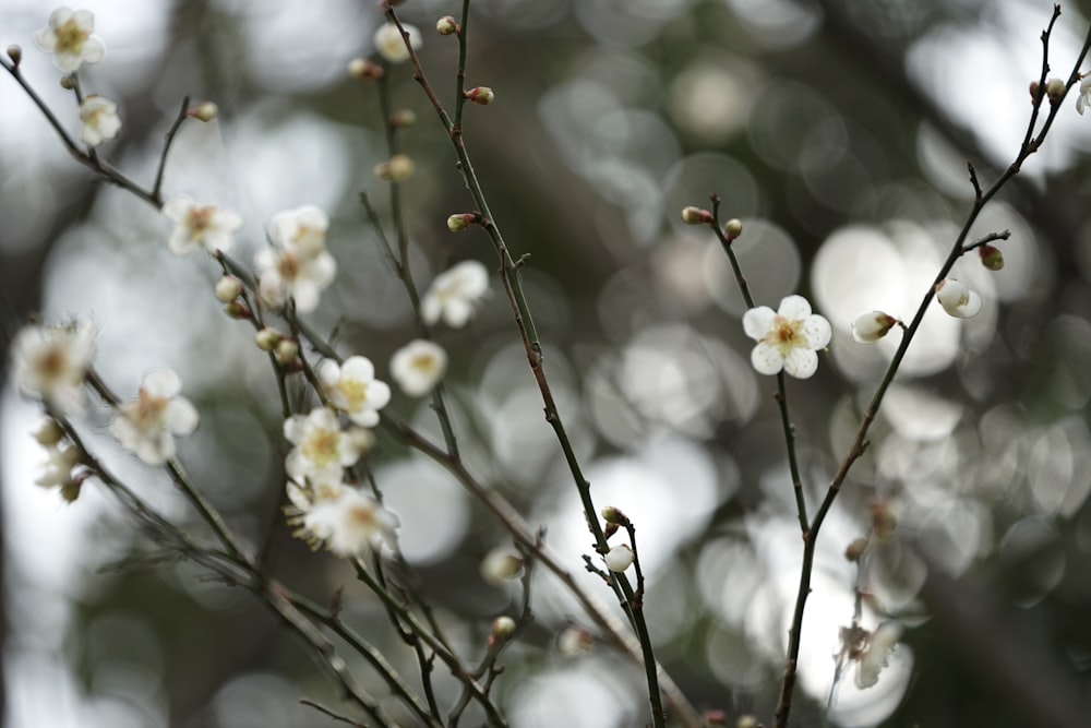 gros plan d’un arbre avec des fleurs blanches