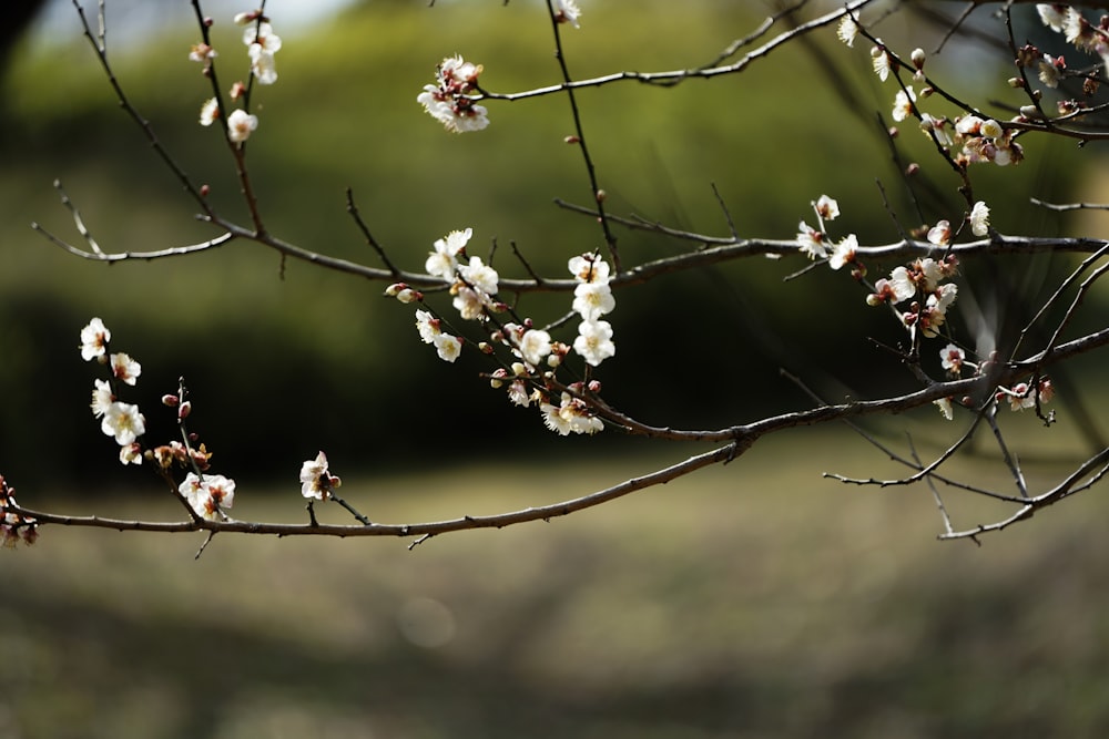 a branch of a tree with white flowers