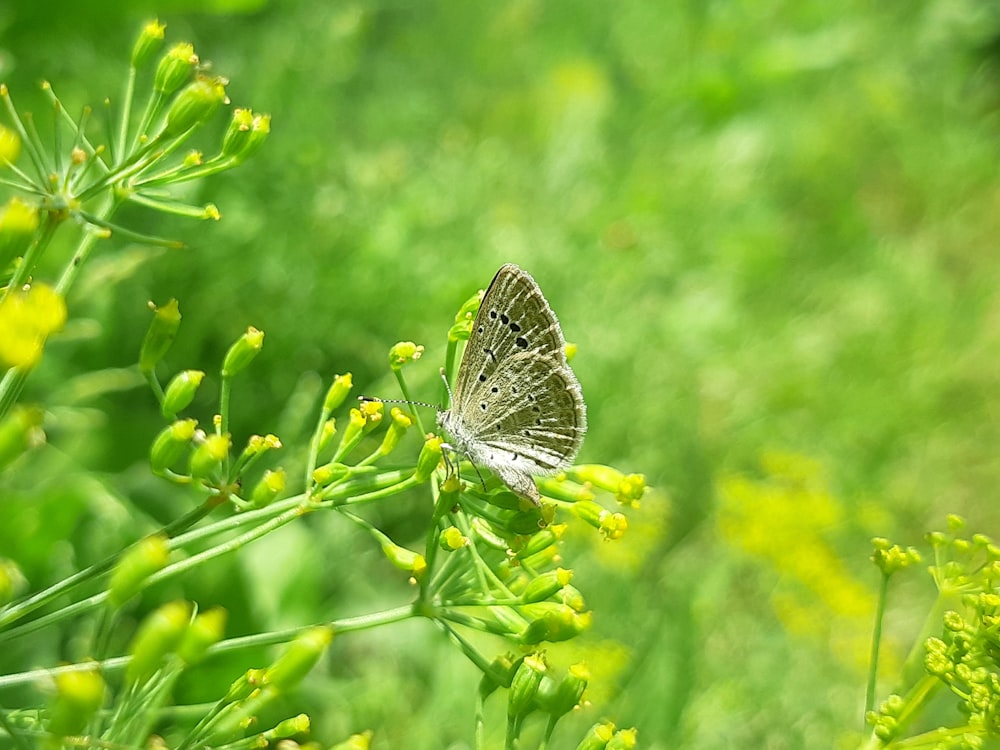 a butterfly sitting on a flower in a field