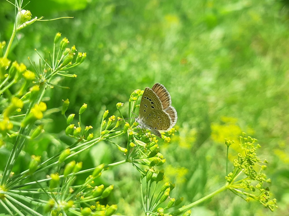 a butterfly sitting on a flower in a field