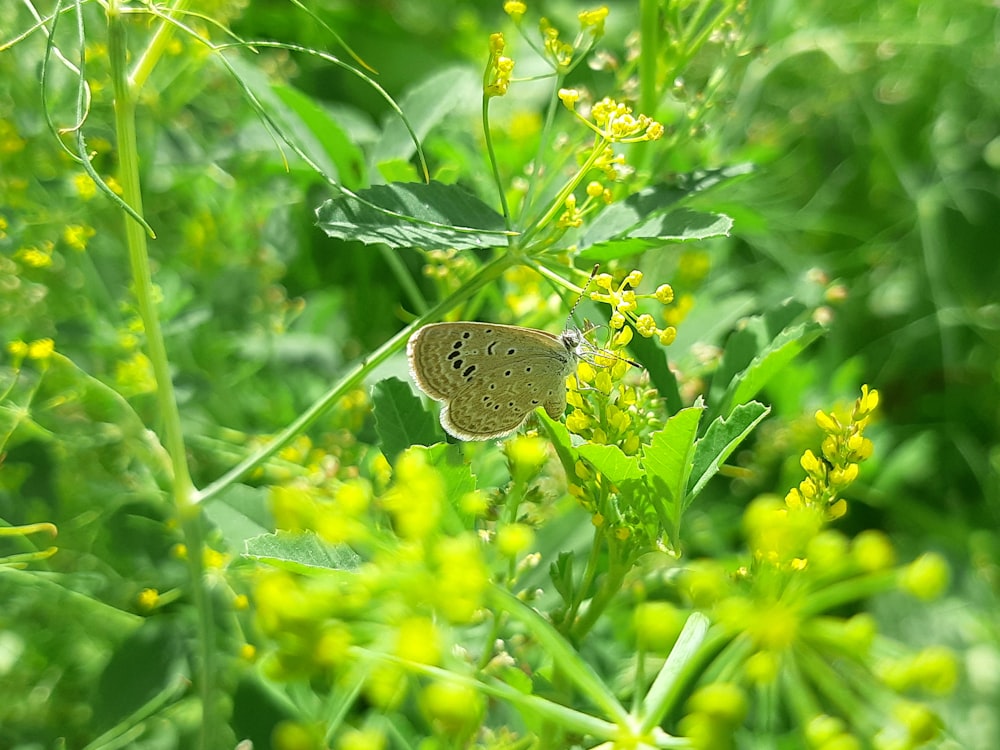 a butterfly sitting on top of a green plant