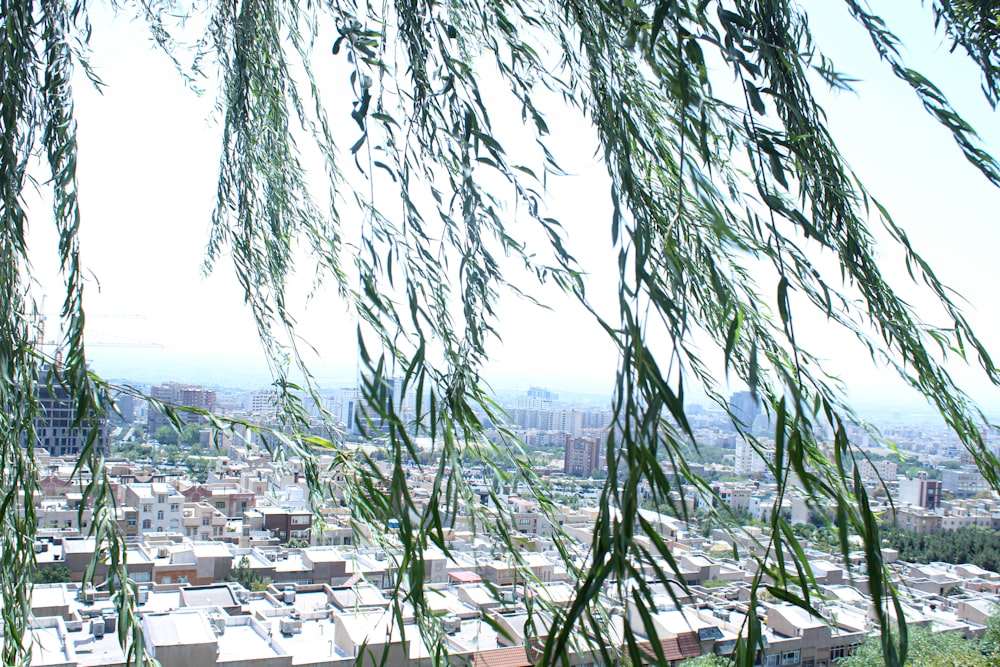 a view of a city from behind a tree