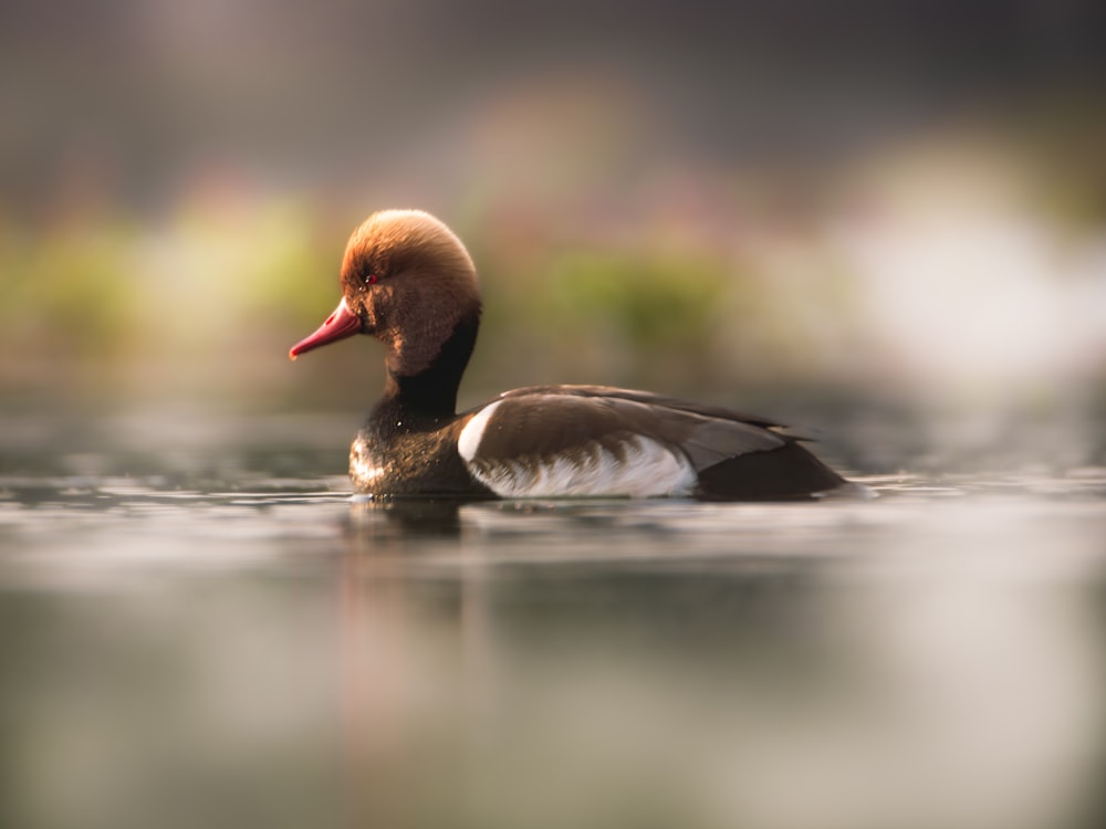 a duck floating on top of a body of water