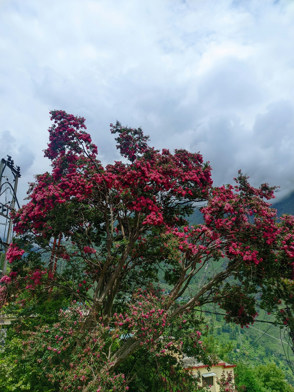 a tree with pink flowers in the foreground and mountains in the background