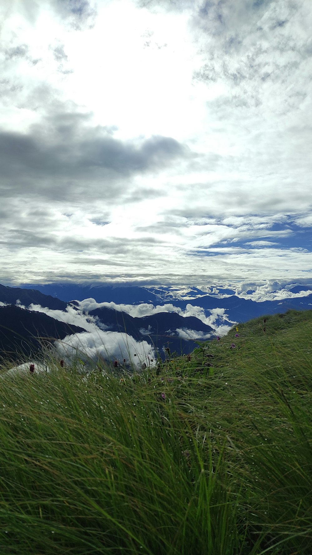 a sheep standing on top of a lush green hillside