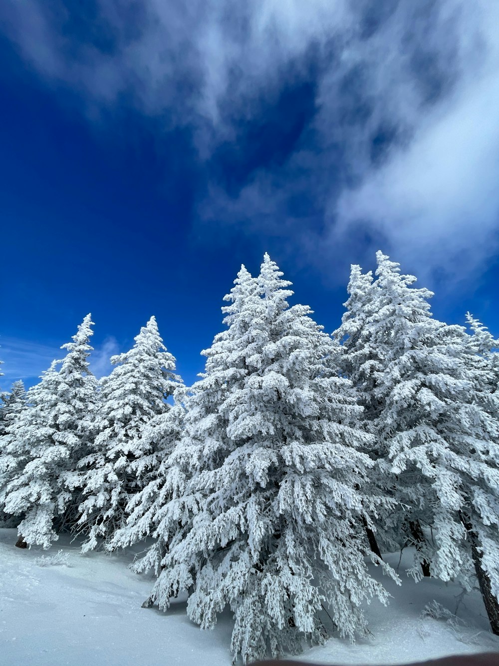 a group of trees covered in snow under a blue sky