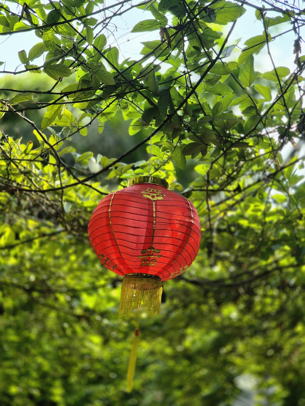 a red lantern hanging from a tree branch