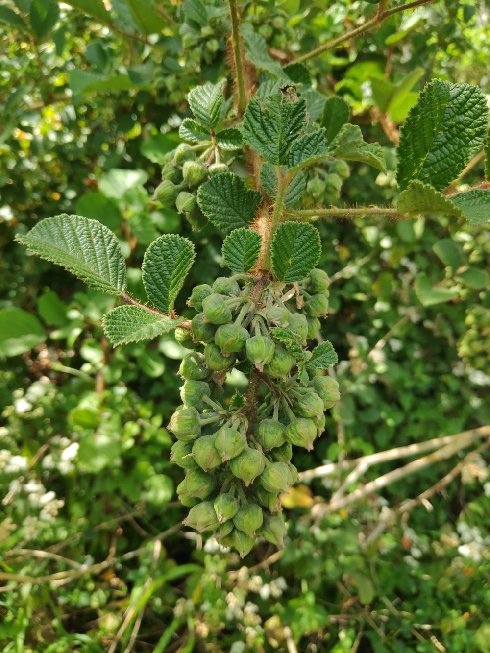 a bunch of green leaves hanging from a tree