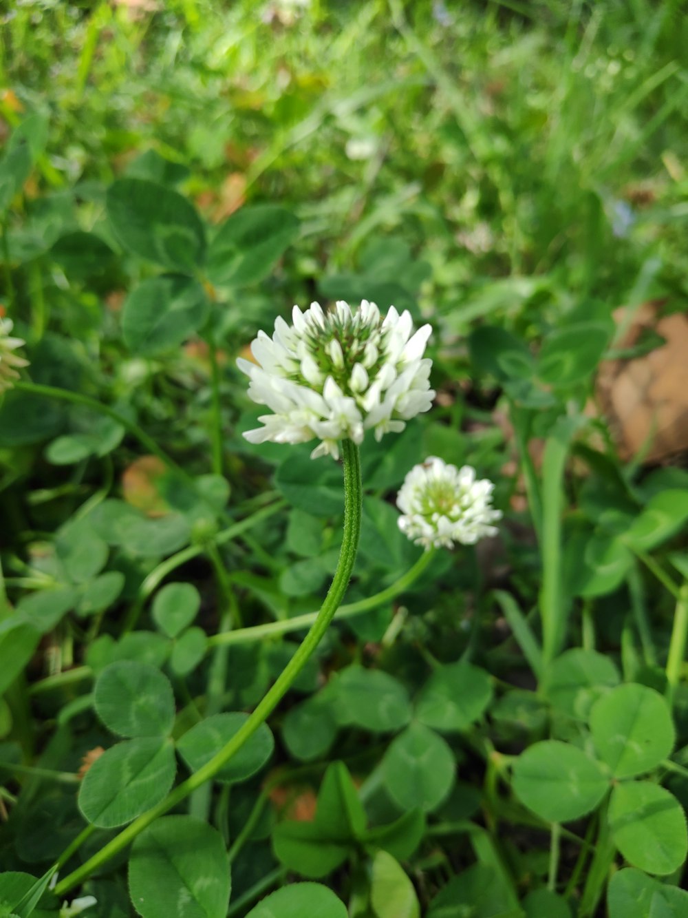 a close up of a white flower in a field