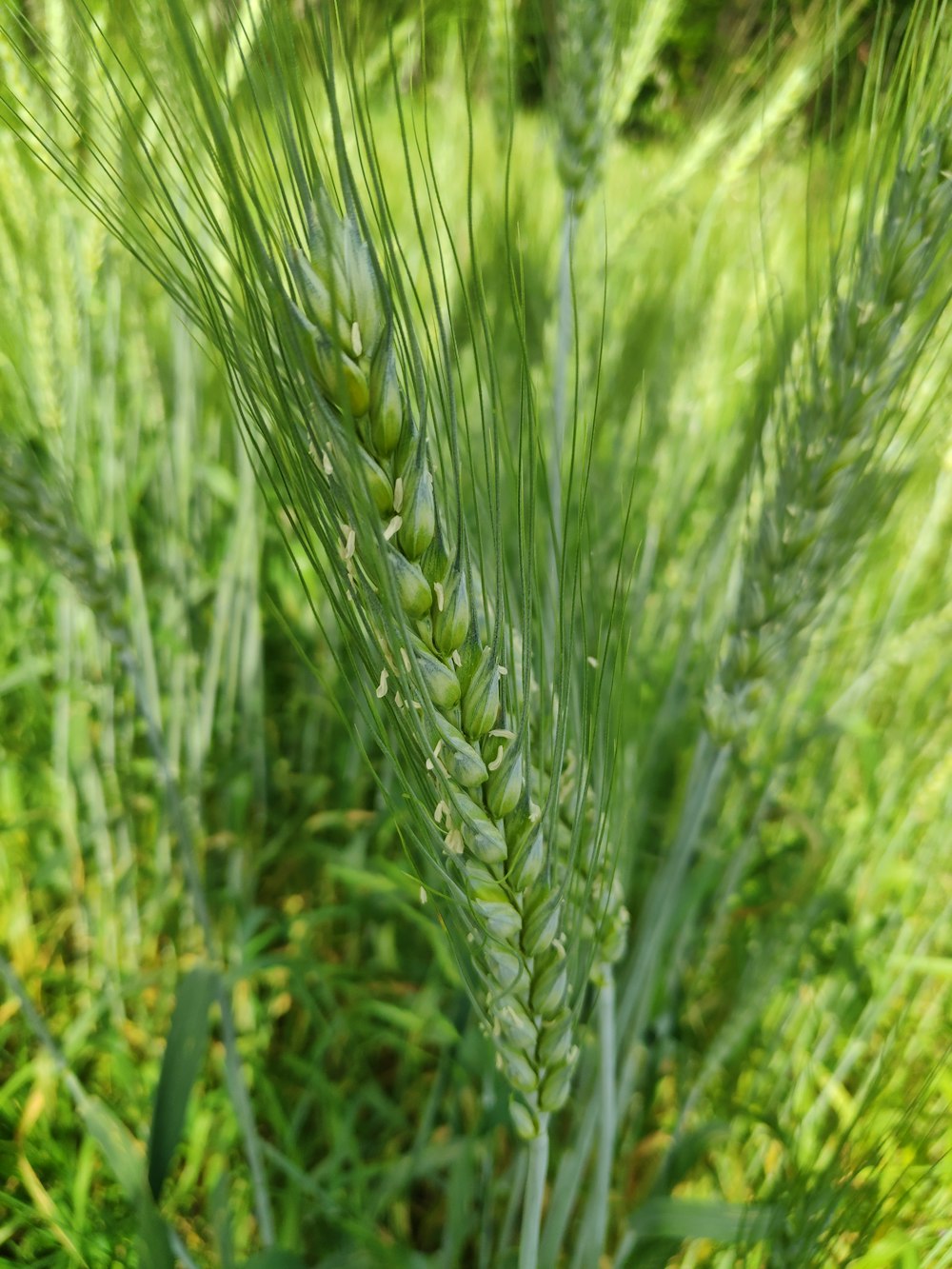 a close up of a green plant in a field