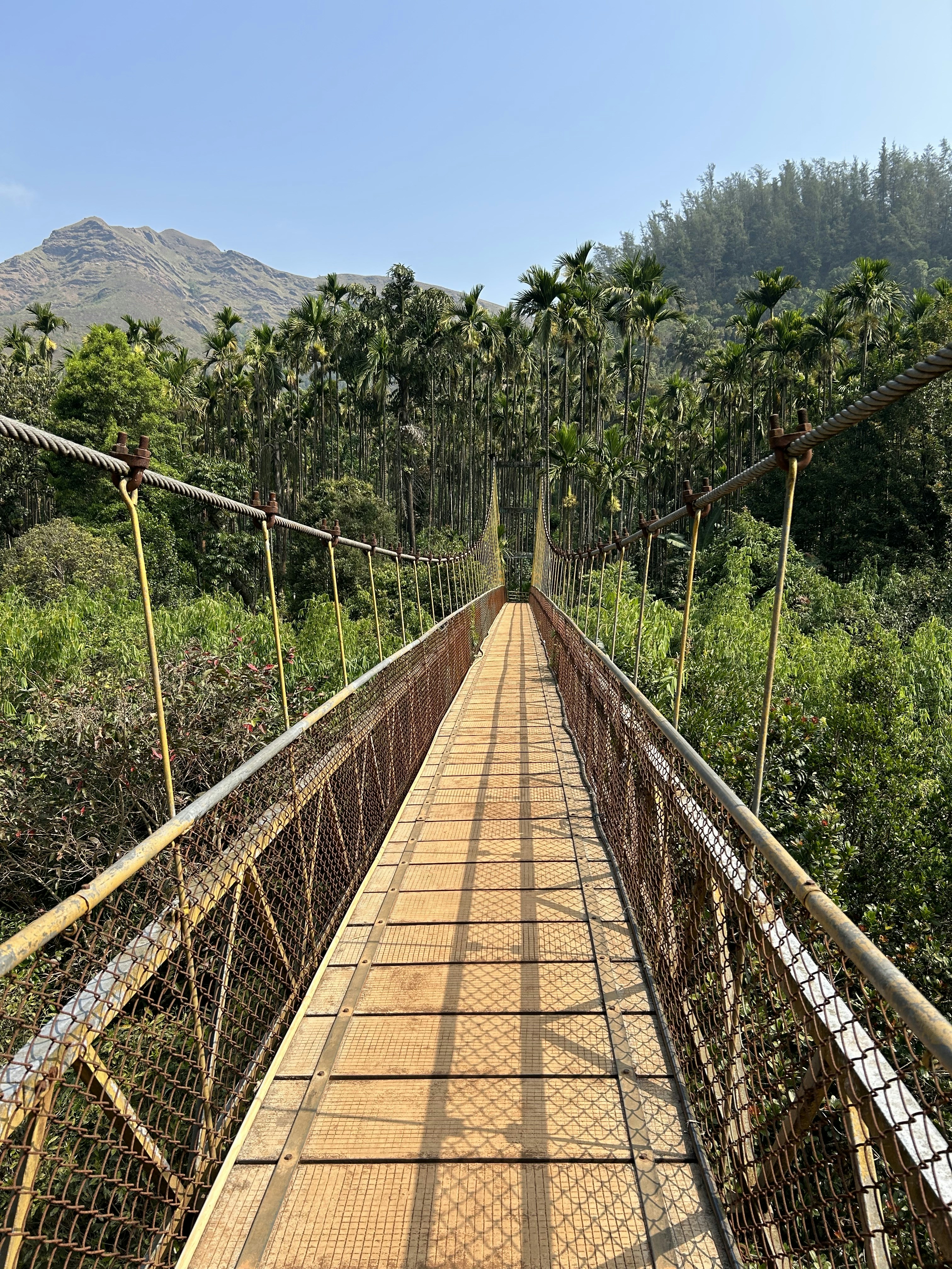 a long suspension bridge in the middle of a jungle