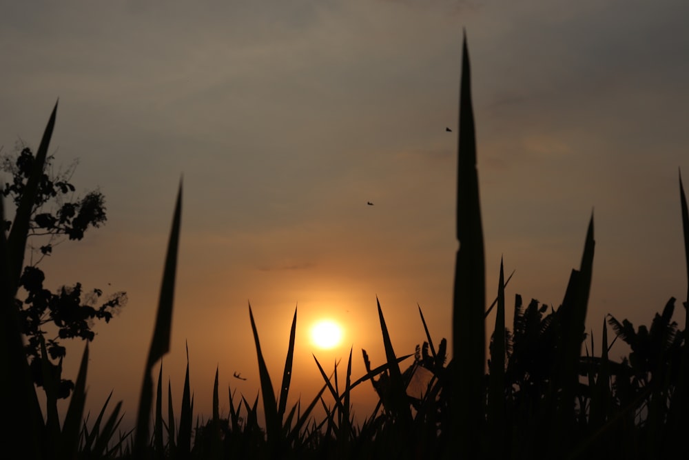 the sun is setting over a field of tall grass