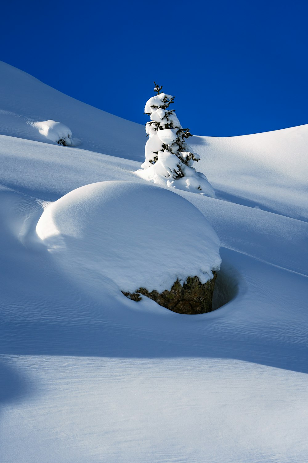 uma colina coberta de neve com uma árvore no meio dela