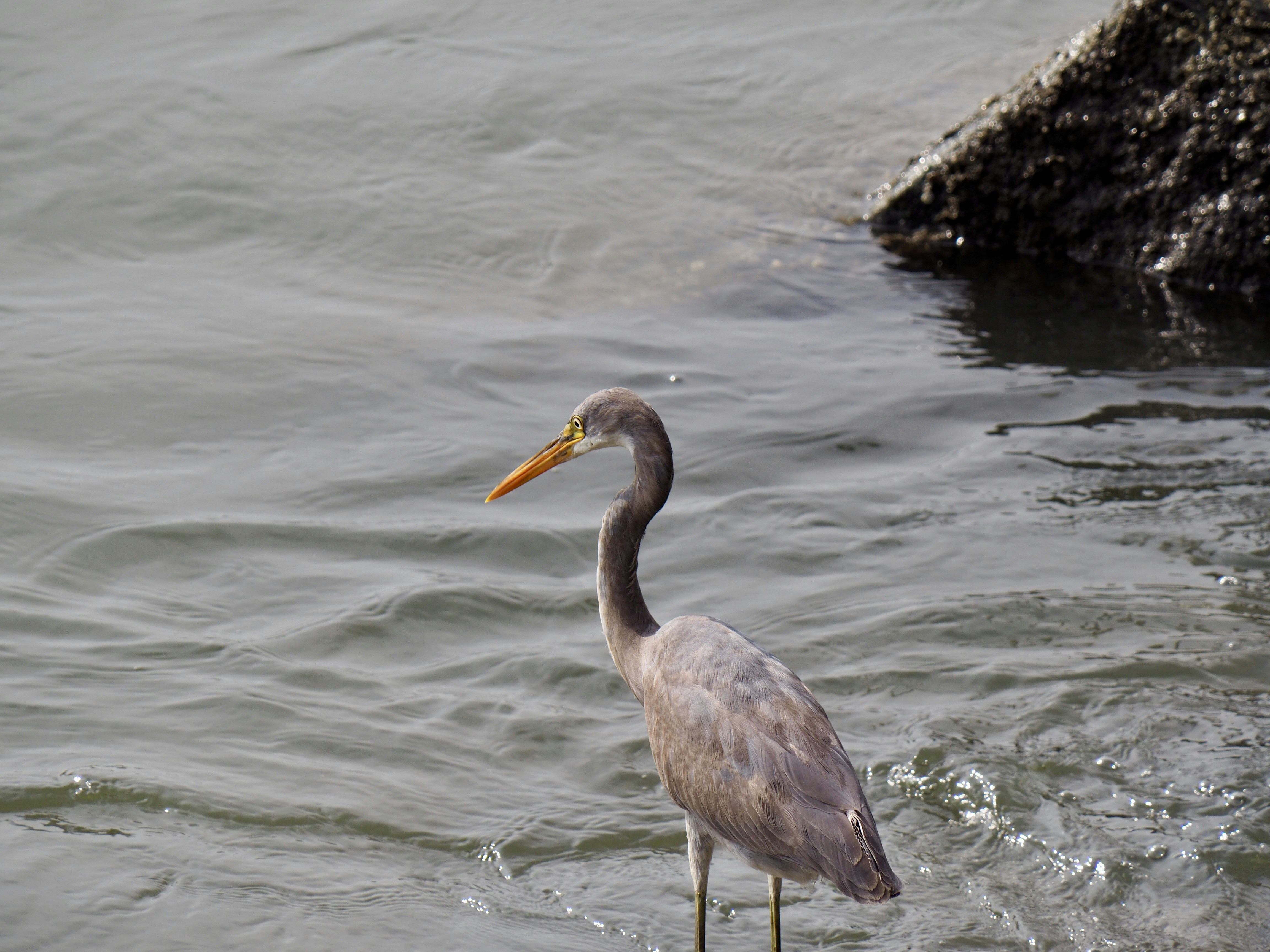 a bird standing in the water near a rock