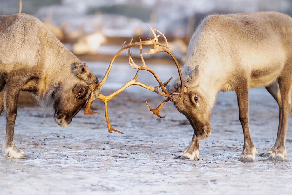 two reindeers fighting with each other in the snow