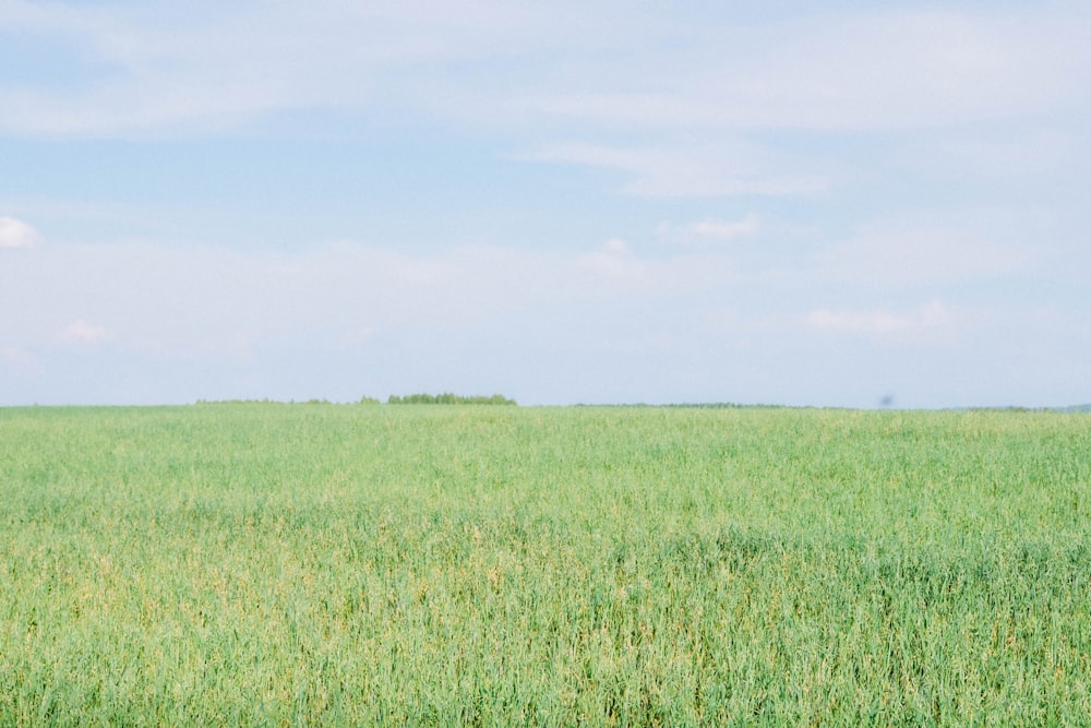 a large field of grass under a blue sky