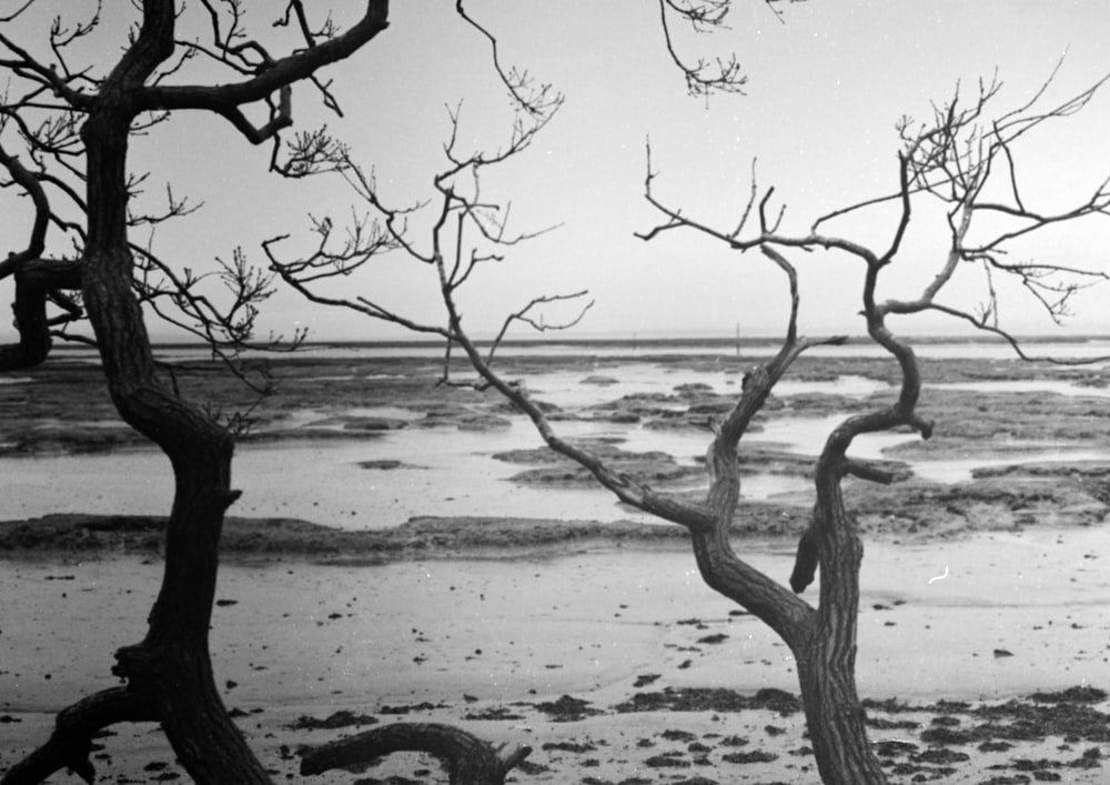 a black and white photo of a barren beach