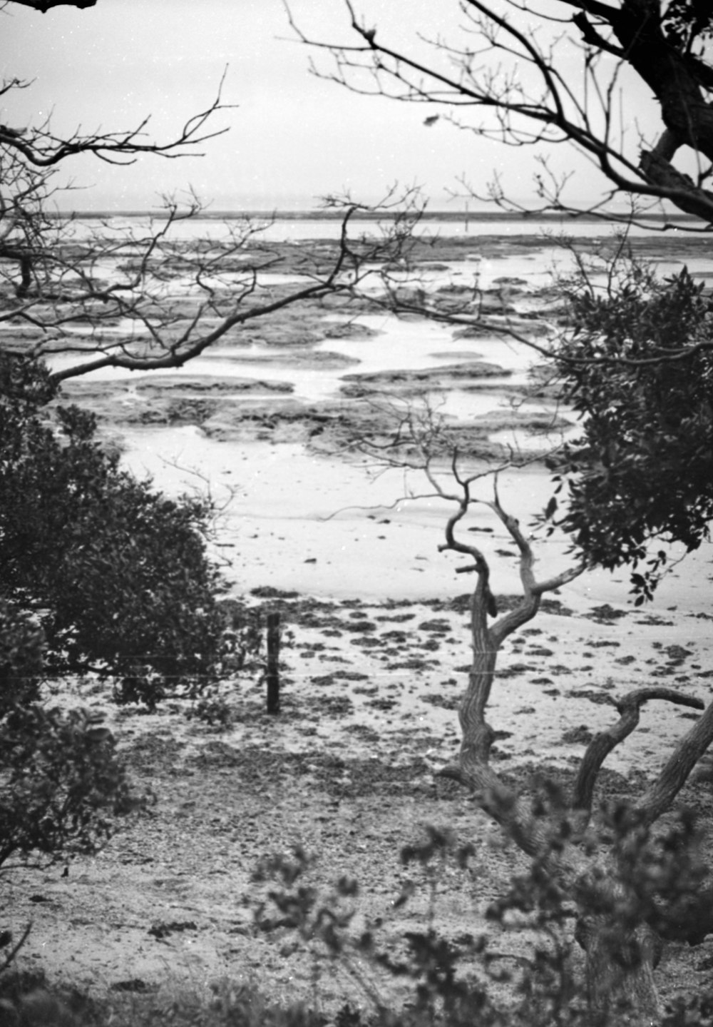 uma foto em preto e branco de uma praia e árvores