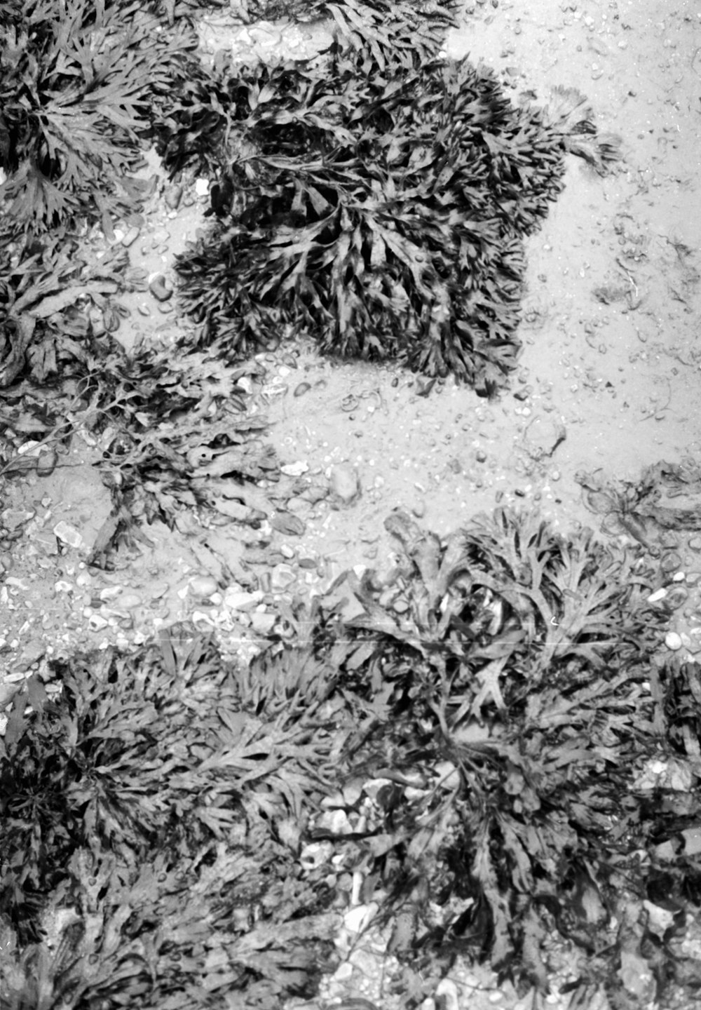 a black and white photo of seaweed on the beach