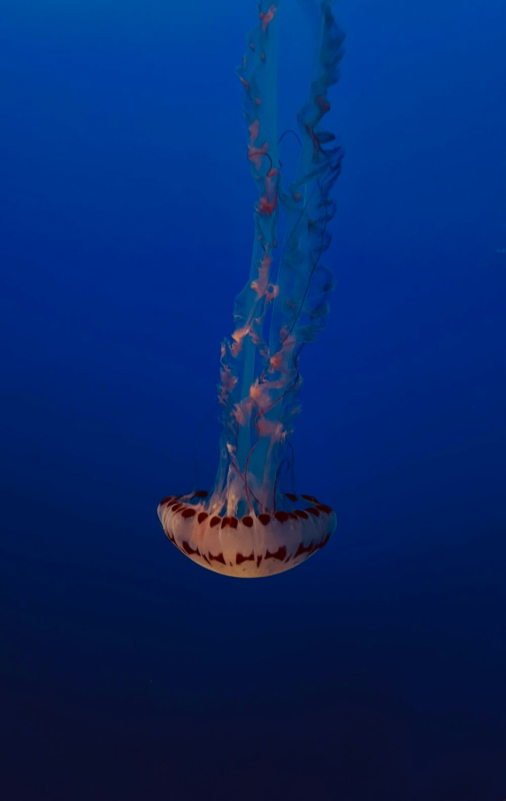 una grande medusa che galleggia nell'oceano