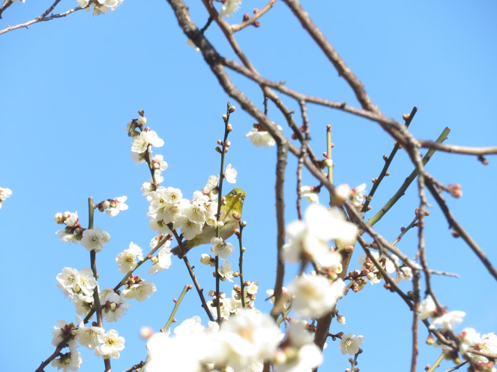 a bird sitting on a branch of a tree