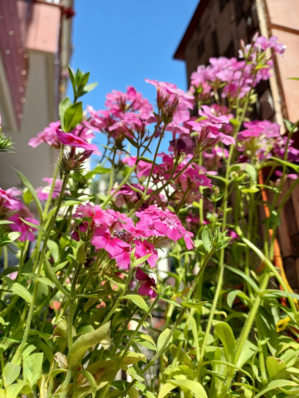 a bunch of purple flowers in a garden