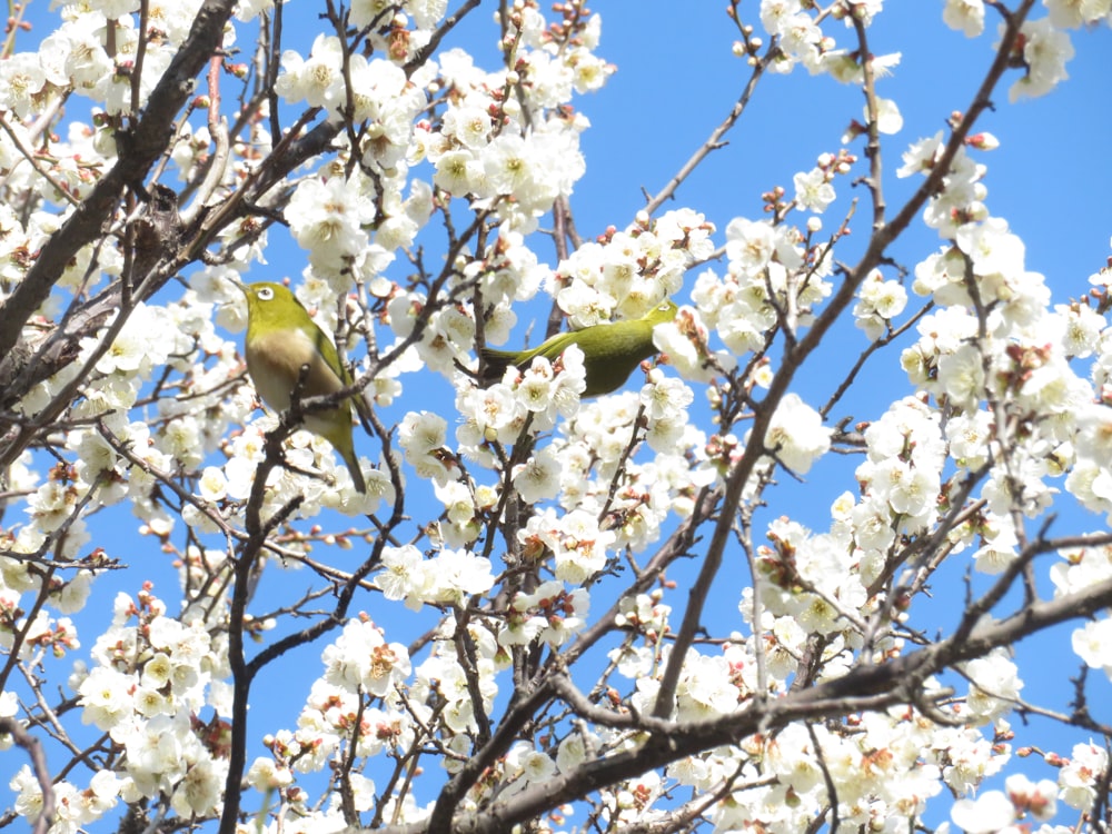 ein paar Vögel sitzen auf einem Baum