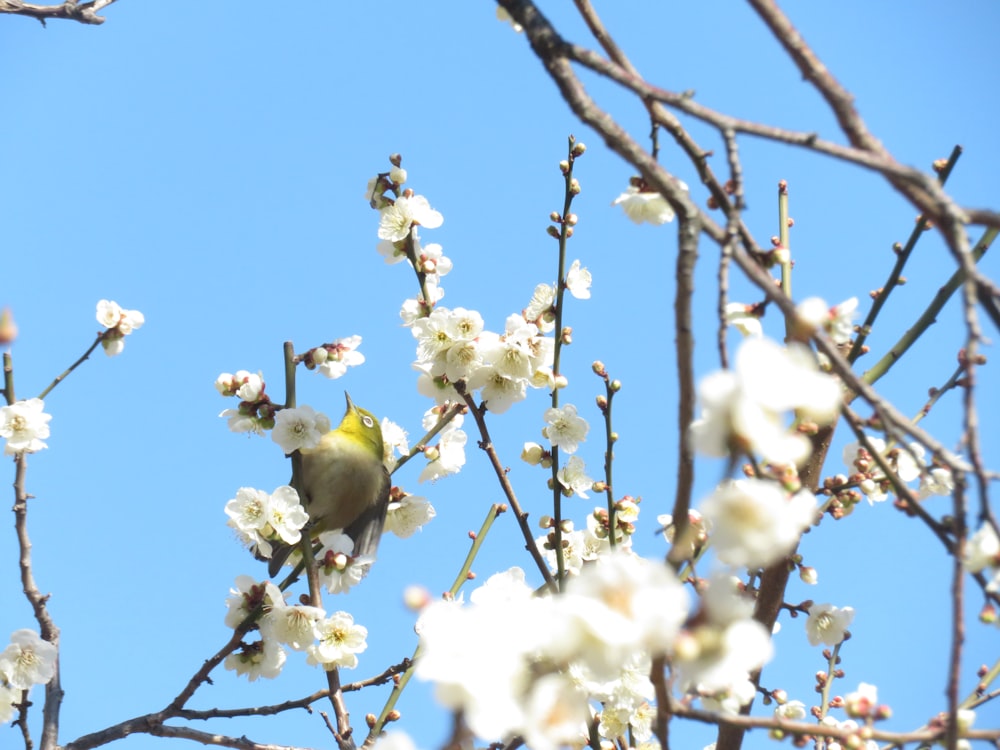 a bird sitting on a branch of a tree with white flowers