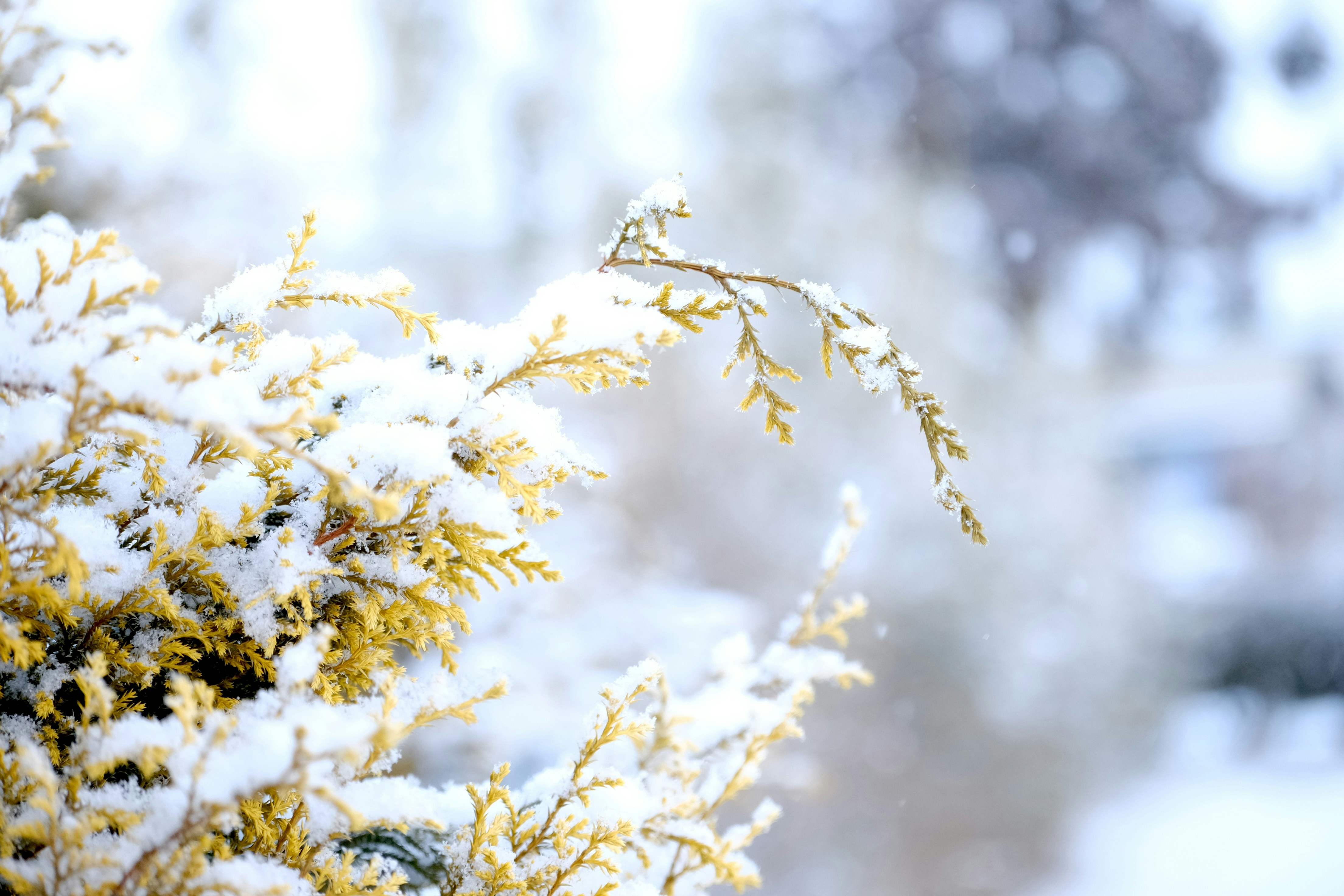 Photo by seiya_maeda