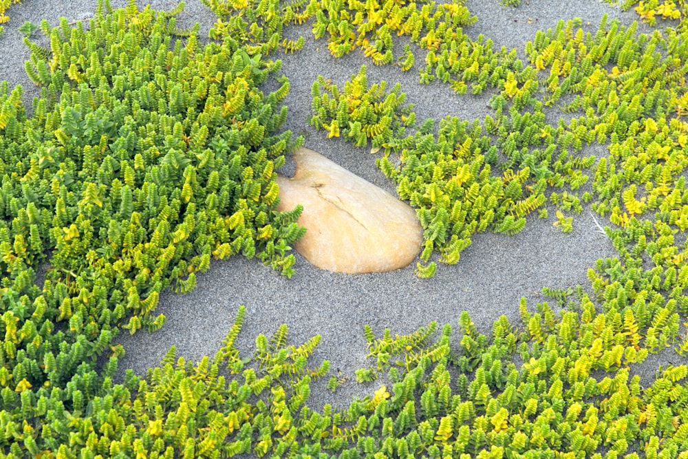 a rock in the middle of a patch of plants