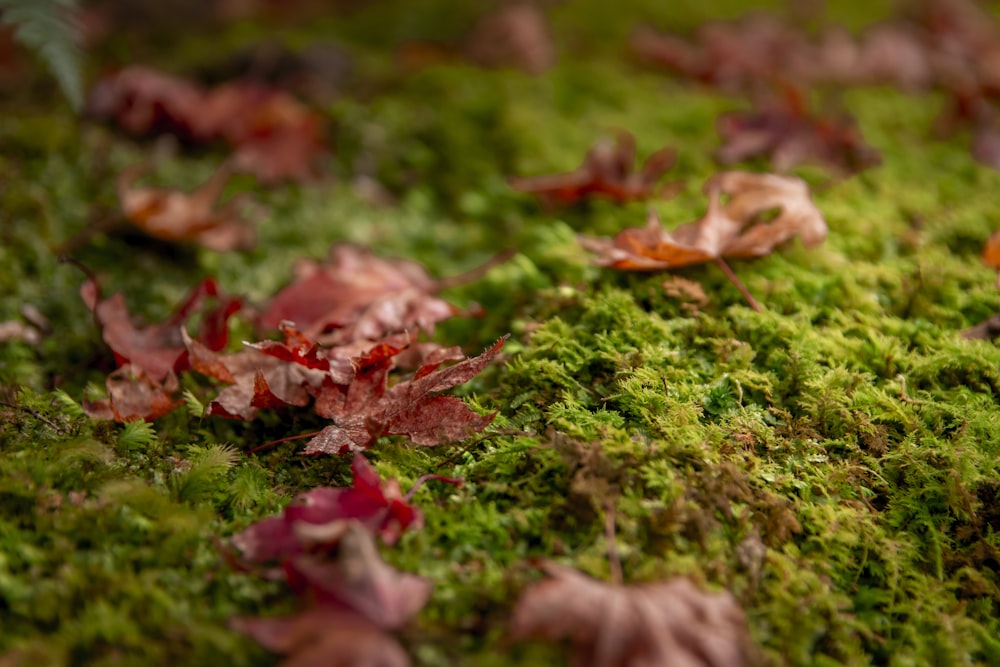 a close up of a mossy surface with leaves on it