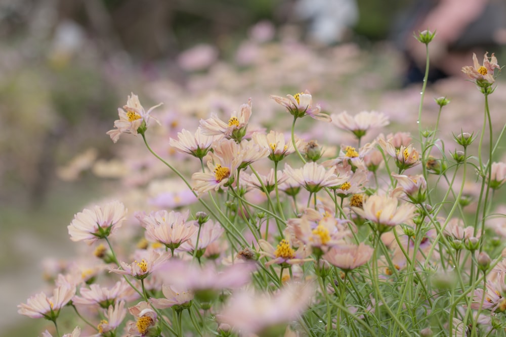 a field full of pink and yellow flowers