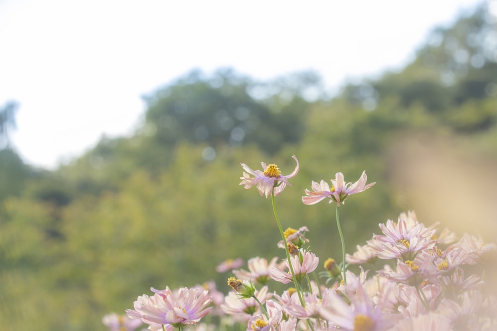 a bunch of flowers that are in the grass