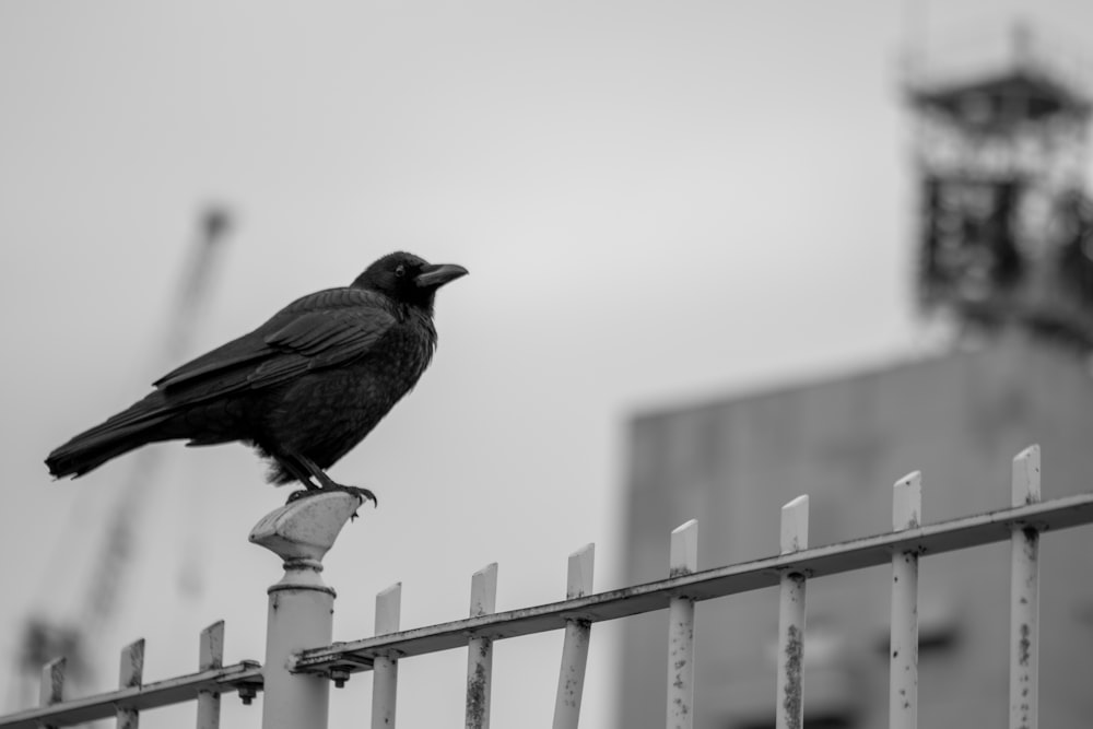 a black bird sitting on top of a metal fence