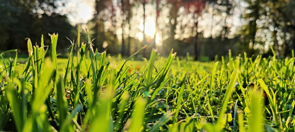 a grassy field with trees in the background